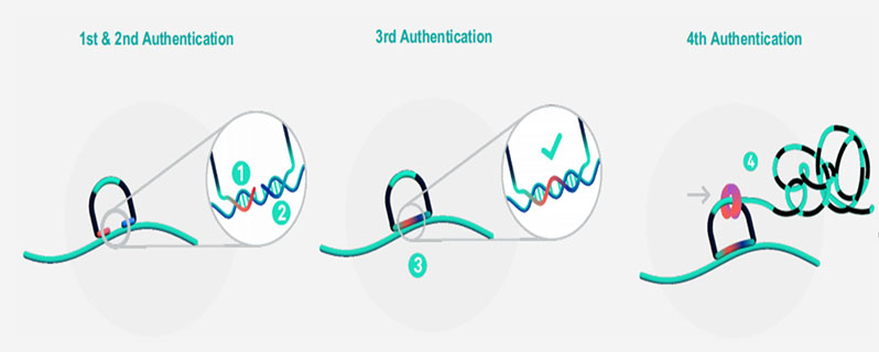 Figure-2.-Workflow-of-Padlock-Probe-Hybridization-and-Rolling-Circle-Amplification-1.jpg