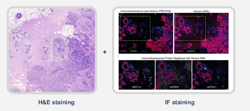 Figure_8._Post-Xenium_Compatibility_with_Additional_Assays.png