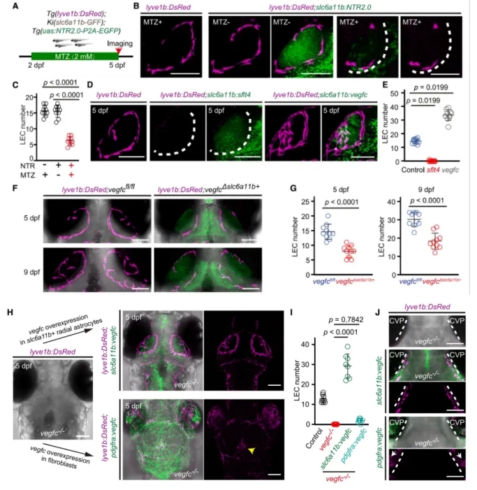 Single-Cell_RNA-Seq_of_Zebrafish_Brain_Reveals_Glia-Mediated_Regulation_of_Lymphatic_Development_03.png