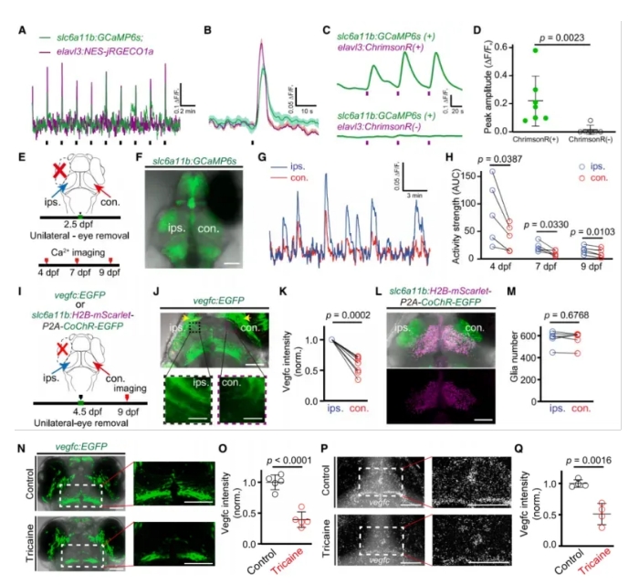 Single-Cell_RNA-Seq_of_Zebrafish_Brain_Reveals_Glia-Mediated_Regulation_of_Lymphatic_Development_04.png