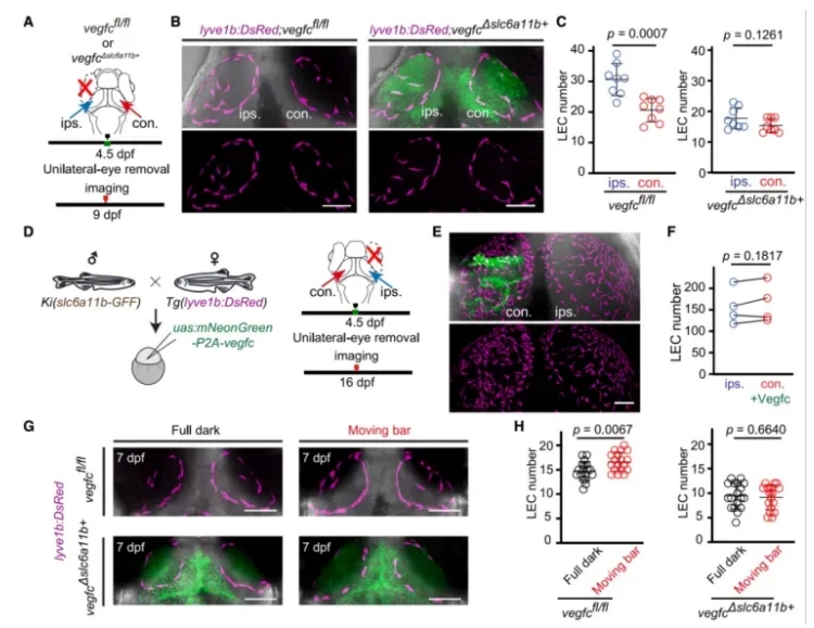 Single-Cell_RNA-Seq_of_Zebrafish_Brain_Reveals_Glia-Mediated_Regulation_of_Lymphatic_Development_05.png