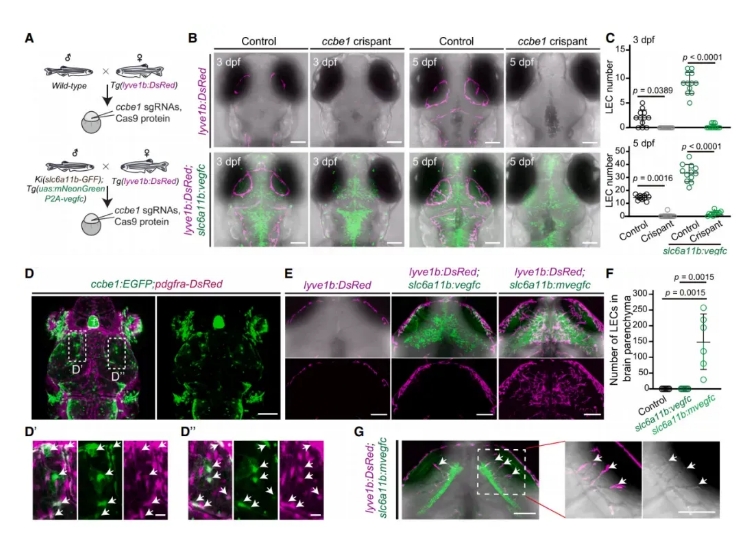 Single-Cell_RNA-Seq_of_Zebrafish_Brain_Reveals_Glia-Mediated_Regulation_of_Lymphatic_Development_06.png