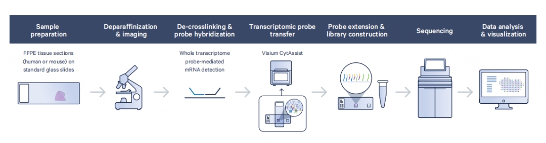 How_to_Choose_Between_Visium,_Xenium,_and_Stereo-seq_3.png