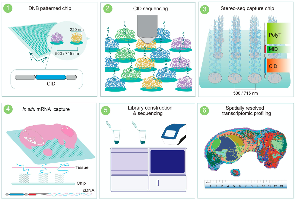 How_to_Choose_Between_Visium,_Xenium,_and_Stereo-seq_4png.png