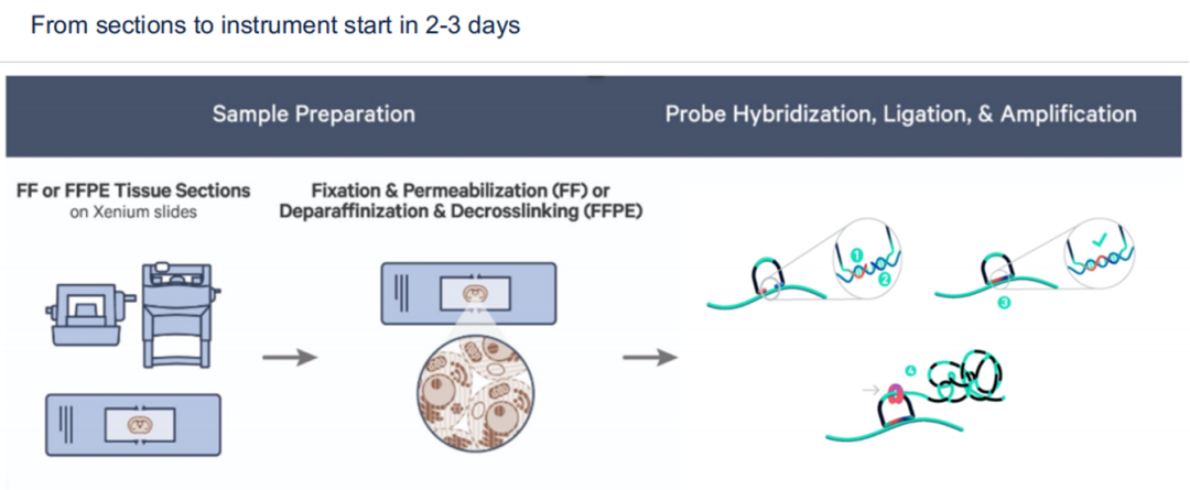 How_to_Choose_Between_Visium,_Xenium,_and_Stereo-seq_5.png