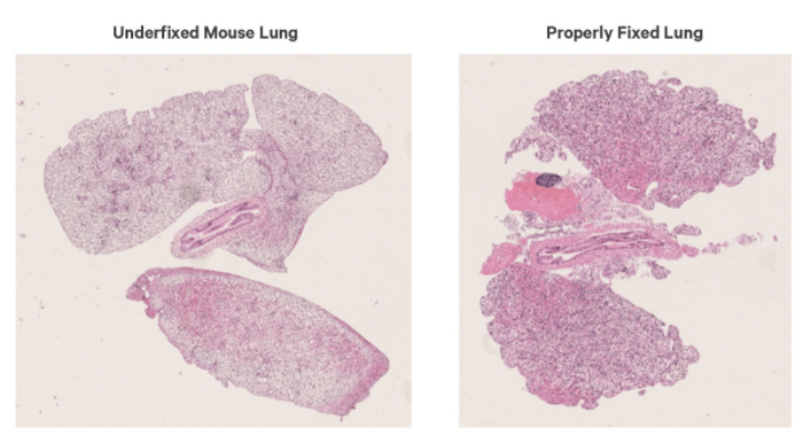Sample_Preparation_Guide_for_Visium_HD_Spatial_Transcriptomics_5.png