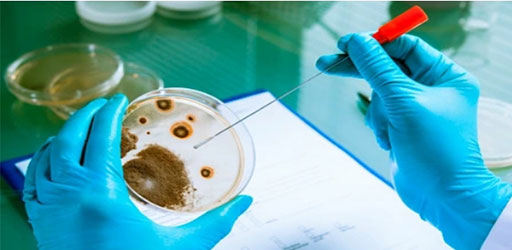 Hefe-Zwei-Hybrid-Screening