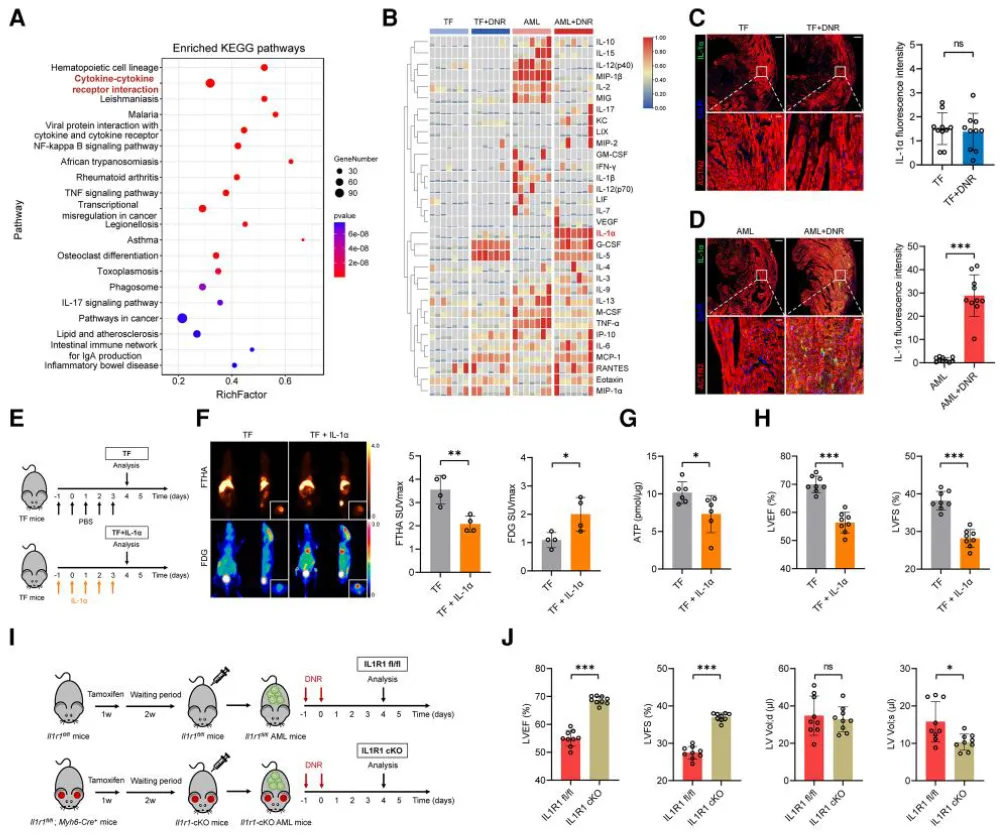IL-1α_mediates_metabolic.png