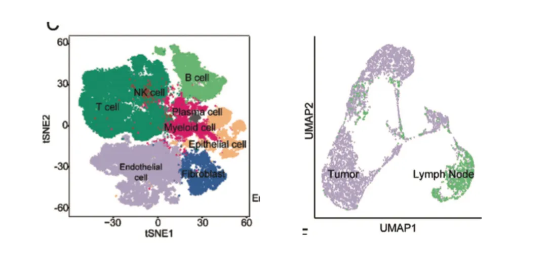 UMAP_and_t-SNE_plots.png