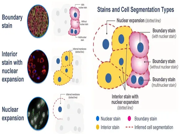 Cell_Segmentation_and_Spatial_Analysis_converted.webp